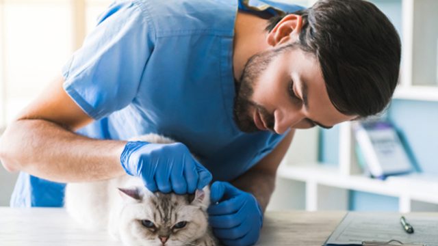 Pets and Pet Care